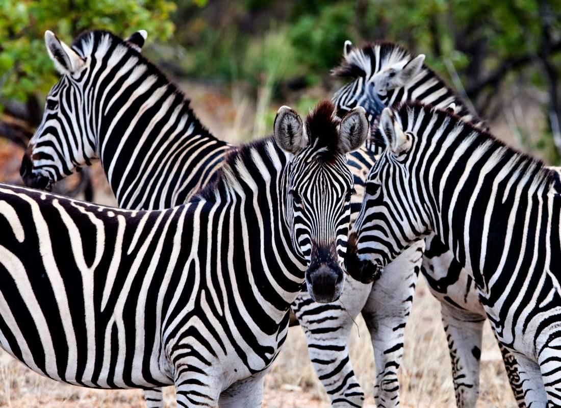 Afrika